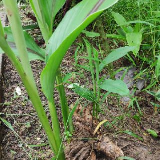 Củ nghệ đen tươi 1kg