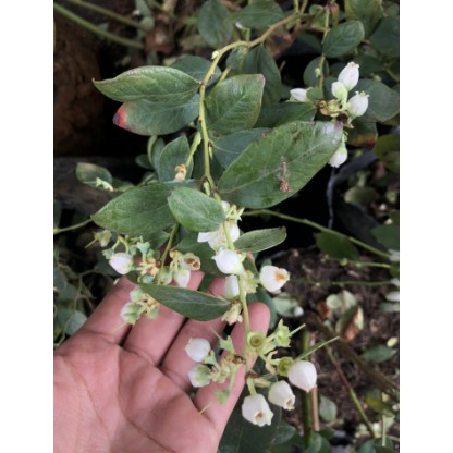 Cây giống Việt Quất tứ quý  trưởng thành, ra trái 4 mùa quanh năm - giống siêu trái, cao 40-60cm