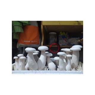 Thùng nấm hoàng đế cỡ vừa