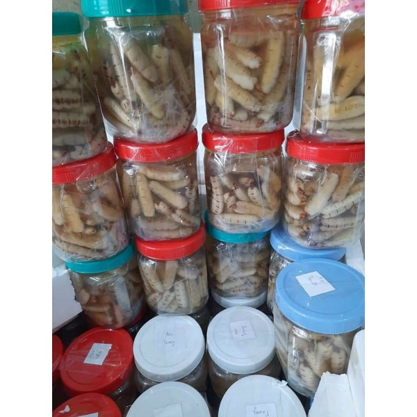 1 con mối chúa hàng chọn 5cm