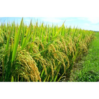 PHÂN ĐẠM URE -  500Gram/ gói