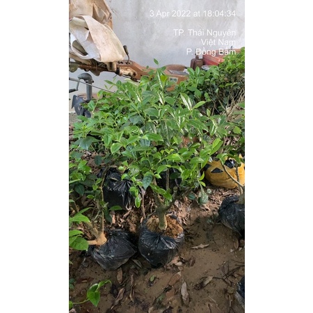 Cây Trà xanh  Thái Nguyên