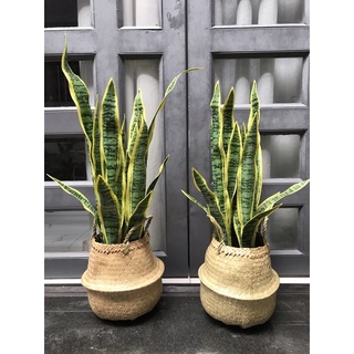 Cây lưỡi hổ giả 70cm