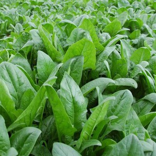 Hạt Giống Rau Cải Bó Xôi Dễ Trồng (Rau Bina, Rau Chân Vịt)