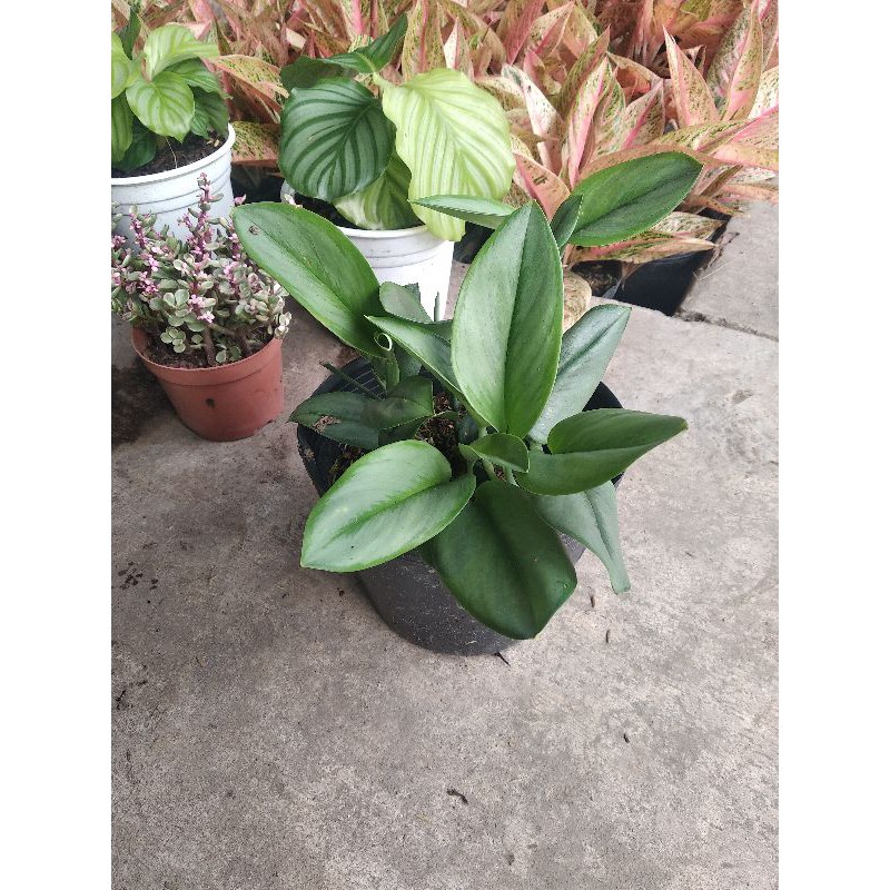 Trầu moonlight ngọc trai