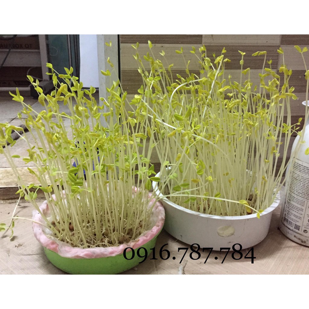 [SALE] HẠT ĐẬU HÀ LAN siêu ngọn làm rau mầm NON GMO 1kg