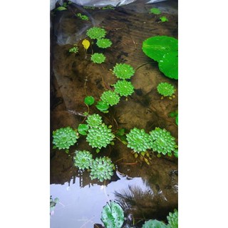 Cây Ấu thái thuỷ sinh - 1 nhánh ấu thái thuỷ sinh