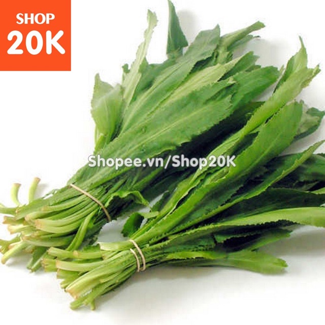 Giống Rau ngò gai