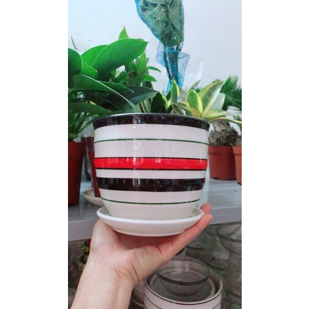 Chậu Trồng Cây