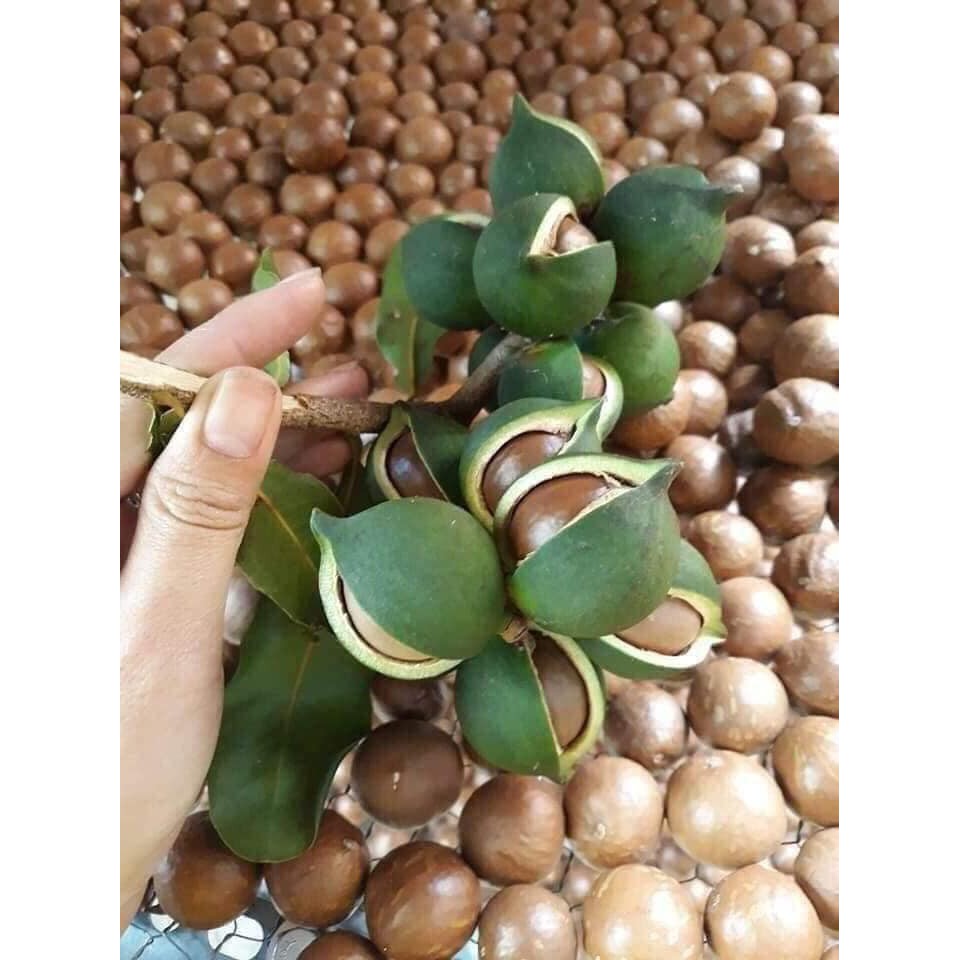 500 gam Macca Lâm Đồng LOẠI ĐẶC BIỆT - Tự trồng tự sấy | BigBuy360 - bigbuy360.vn
