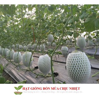Hạt giống dưa lưới lõi vàng oval