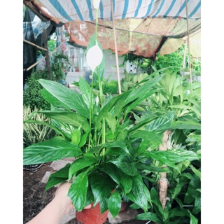 CÂY LAN Ý- CHẬU NHỰA