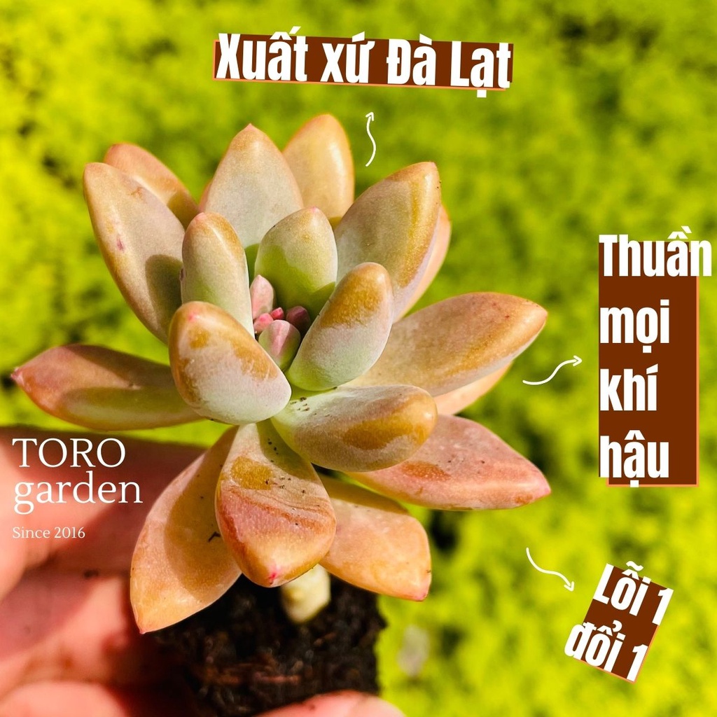 Sen đá pha lê Đà Lạt size mini cây cảnh trang trí nhà cửa Toro garden