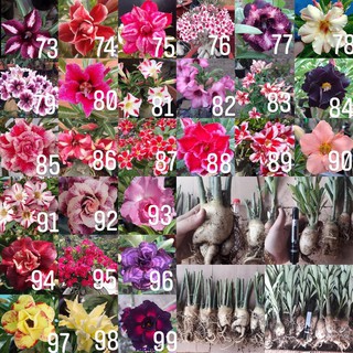 3 củ sứ 60k