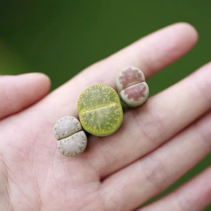 [MUA 10 TẶNG 1] SEN ĐÁ LITHOPS SIZE 0,5~3 CM ( SEN MÔNG; SEN THẠCH LAN )