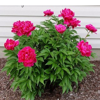 CỦ HOA MẪU ĐƠN KÉP ĐỦ MÀU