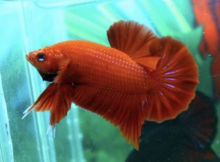 BETTA SUPER RED