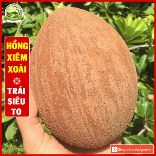 Cây hồng xiêm xoài (cây con giống F1) ít hạt trái quanh năm siêu to ra trái nhanh - QD46
