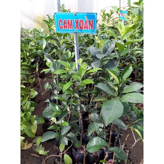 Cây giống Cam xoàn.