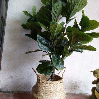 Giỏ cói đựng đồ, trồng cây cảnh trang trí nhà cửa nội thất siêu đẹp.