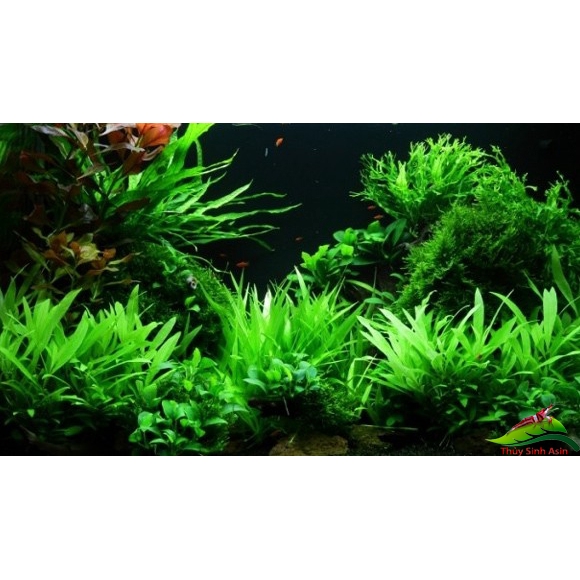 Dương xỉ sừng huou