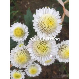cây giống cúc chi rủ trắng