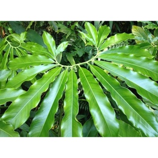 Philodendron Goeldii