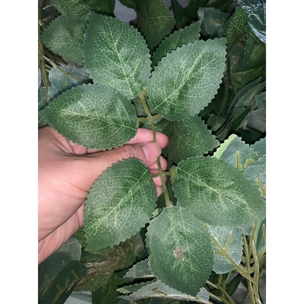 1lạng lá hồng gân(100 gram)