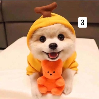 Áo thú cưng
