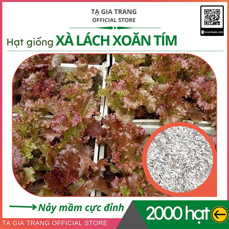  [Top Bán Chạy] - Gói 2000 hạt giống xà lách xoăn tím - Tập làm vuờn cùng Tạ Gia Trang