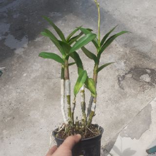 Denro nắng Bigred