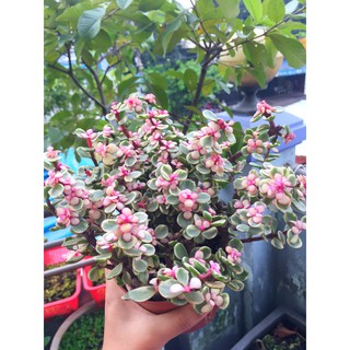 SEN ĐÁ ĐÔ LA HỒNG, SIZE LỚN, ĐÃ THUẦN KHÍ HẬU