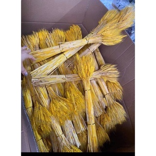 Bông Lúa Mạch Khô Decor Trang Trí.[ Bó 100 BÔNG ]