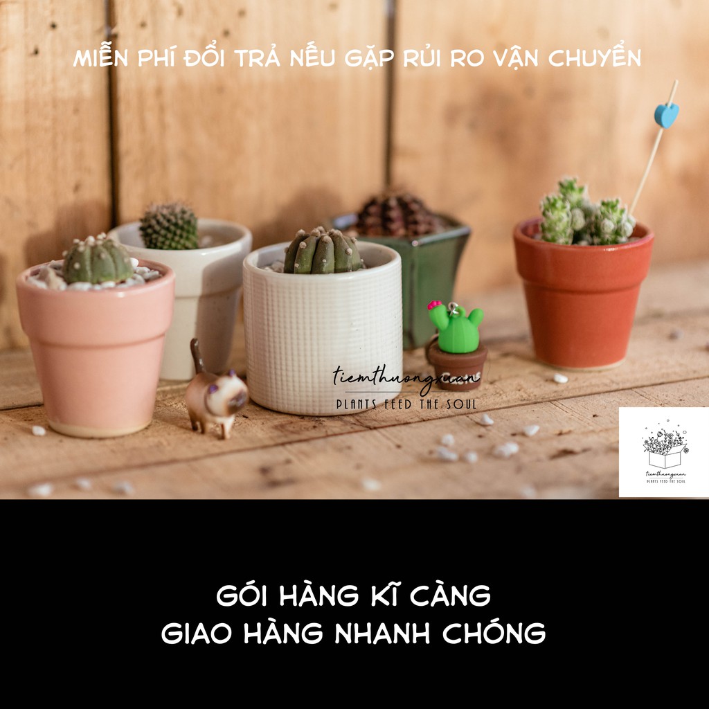 Ý nghĩa cây hoa xương rồng đẹp - Thanh sơn - Tai thỏ - Các loại mini - Tiệm Thường Xuân