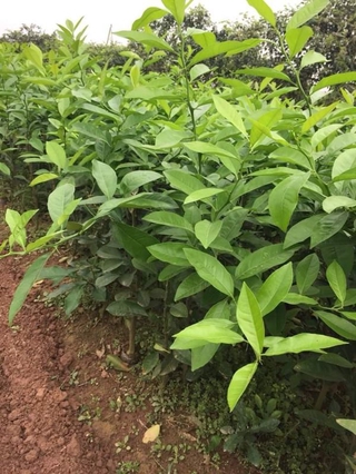 Cây giống Chanh Đào