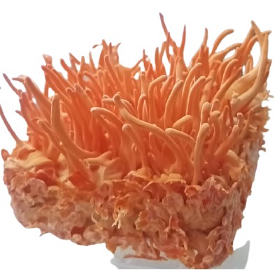 Đông trùng hạ thảo tươi | BigBuy360 - bigbuy360.vn