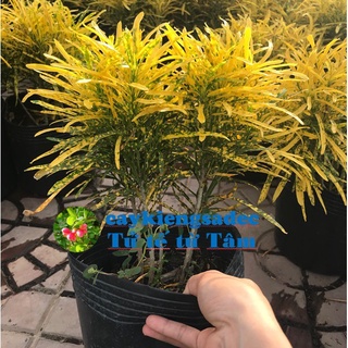 caykiengsadec - cây vàng bạc lá màu + tặng phân bón-hoa kiểng lá-trang trí nội thất cảnh quan sân vườn ngoài trời