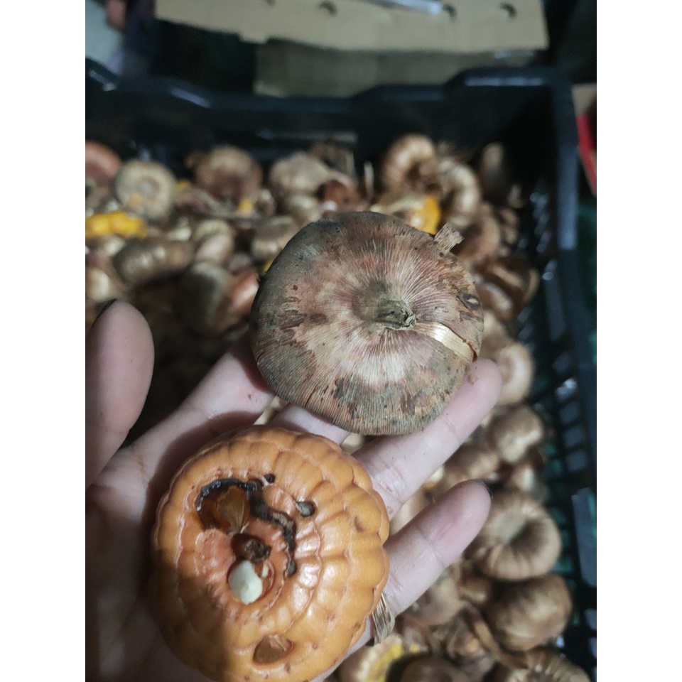 Củ hoa lay ơn  đã được kích mầm, có đủ size to đẹp, tặng kèm thuốc nấm và hướng dẫn trồng