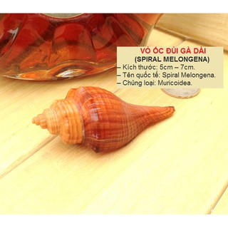 [Vỏ Ốc Phong thủy] S+/M VỎ ỐC ĐÙI GÀ DÀI (SPIRAL MELONGENA)