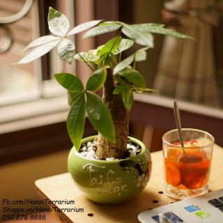Cây để bàn Kim ngân hợp tuổi Dậu