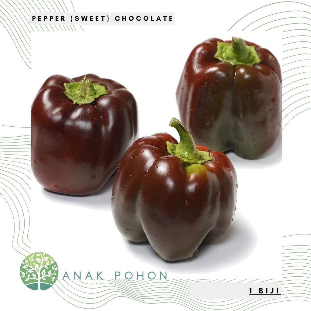 Ớt  Sôcôla Paprika Hạt Ớt Chuông Sôcôla - NHẬP KHẨU 15h