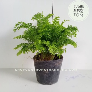 Cây dương xỉ đuôi tôm