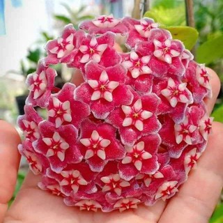 cây giống cẩm cù hoa đỏ, gửi cây như hình 2