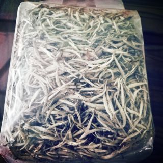 BẠCH TRÀ - TUYẾT TRÀ Shan tuyết Suối Giàng thượng hạng