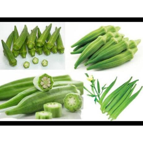 40 Hạt giống quả Đậu bắp Xanh TẶNG KÈM PHÂN VÀ KÍCH MẦM