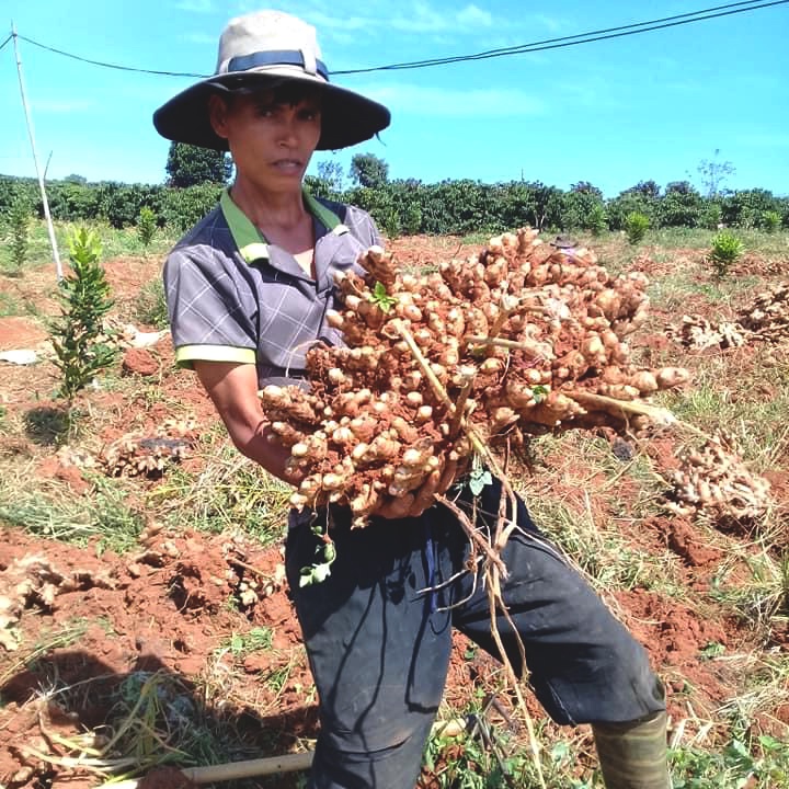 1KG Gừng tươi tiêu chuẩn nông nghiệp sạch