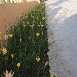 1 củ huệ mưa màu vàng. Củ to