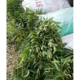 Tinh dầu tràm Huế chai tròn 100ml1