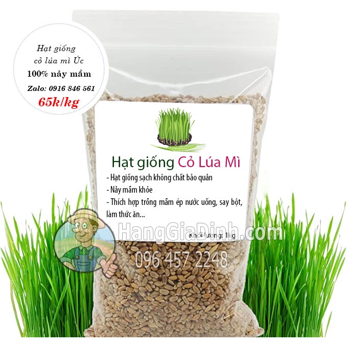 2kg hạt giống Cỏ lúa mì không chất bảo quản sạch nảy mầm khỏe