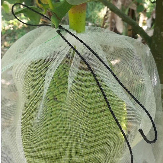 Túi Cước Thái Bao Trái Mít  - Túi Bao Trái Cây